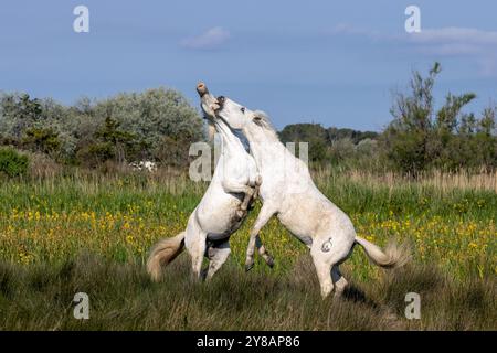Cheval de Camargue (Equus przewalskii F. caballus), lutte de rang des étalons dans un marais aux iris, France, Provence, Camargue Banque D'Images