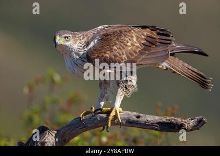 Aigle de Bonellis, aigle de Bonelli (Hieraaetus fasciatus, Aquila fasciata), assis sur une branche, Oman, Dhofar Banque D'Images