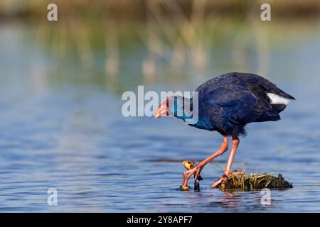 Swamphen violet (Porphyrio porphyrio), se dresse dans l'eau, tient rhizome de roseau avec orteils, Espagne, Parc El Hondo Natur Banque D'Images