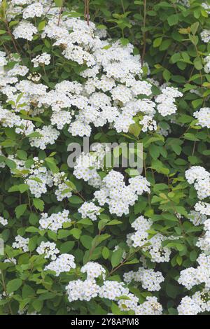 Vanhoutte spirea, couronne de bridelles (Spiraea x vanhouttei, Spiraea vanhouttei), branche en fleurs Banque D'Images