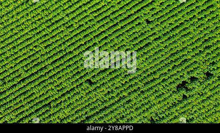 Vue de dessus champ agricole agricole avec des rangées de tournesols en fleurs. Grandes fleurs de tournesol ouvertes par une journée ensoleillée. Banque D'Images