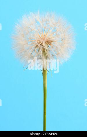 Salsifis occidental ou plante d'huître qui ressemble à un gros pissenlit cultivé dans le champ. Sur fond bleu. Banque D'Images