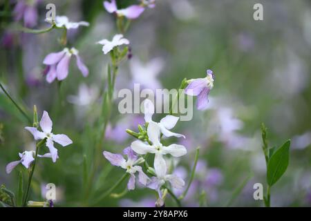 Fleurs de matthiola parfumées bleues dans le jardin. Arrière-plan naturel. Banque D'Images