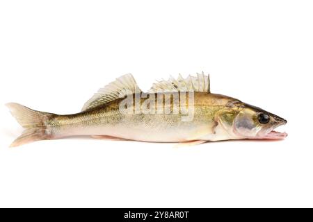 Poisson de rivière Zander. Poisson perché de brochet isolé sur fond blanc. Banque D'Images