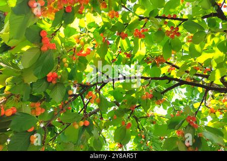 Cerises sur l'arbre. Gros plan des branches vertes de cerisier doux avec des baies juteuses mûres dans le jardin. Temps de récolte Banque D'Images