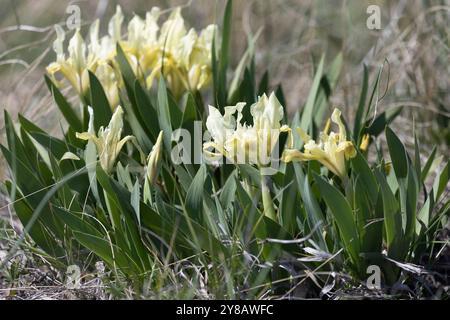 Iris sauvages fleuris dans la steppe Banque D'Images