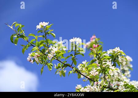 Branche d'un pommier, Malus sylvestris, avec des fleurs, Zweig eines Apfelbaumes, mit Blüten Banque D'Images