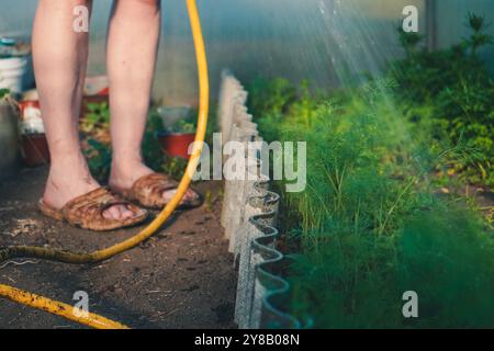 Vie de base de chalet de campagne saisonnière. Arrosage du jardin avec tuyau. Pulvérisateur irrigue les lits. Agriculteur arrosant les herbes vertes de l'aneth dans le jardin extérieur. Concept Banque D'Images