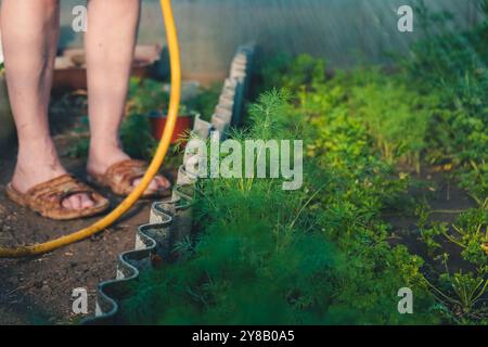 Pulvérisateur irrigue les lits. Agriculteur arrosant les herbes vertes de l'aneth dans le jardin extérieur. Concept de manger sainement des légumes de verdure maison. Saisonnier Banque D'Images