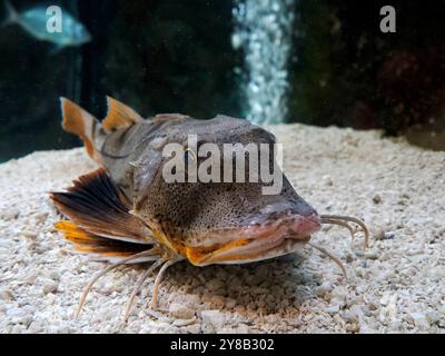 Une baignoire Gurnard Chelidonichthys spinosus Spiny rouge Gurnard Banque D'Images