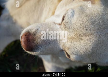 Vue de dessus de la tête du Labrador. Chien âgé fatigué prend une pause à l'extérieur. Senior blanc Retriever reposant sur une herbe. labrador âgé dans le parc. Ponte pour chiens Banque D'Images