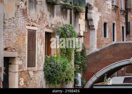 Canaux vue sur le vieux pont, bâtiments en brique et stuc avec des boîtes de balcon pleines de plantes et de fleurs violettes, Venise. Coin vert romantique à Venise. Banque D'Images