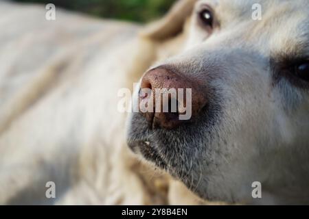 Vue de dessus de la tête et du nez du Labrador. Chien âgé fatigué prend une pause à l'extérieur. Senior blanc Retriever reposant sur une herbe. labrador âgé dans le parc Banque D'Images