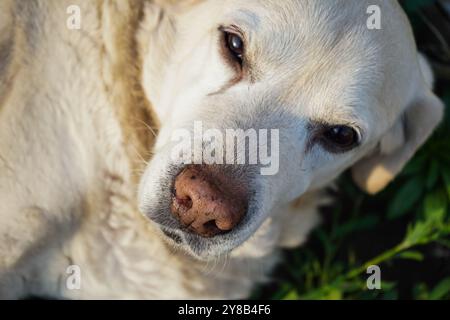 Retriever doré gracieusement vieilli trouve la sérénité dans le parc. Chien âgé fatigué prend une pause à l'extérieur. Senior blanc Retriever reposant sur une herbe. Personnes âgées Banque D'Images