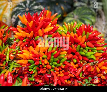 Bouquet de piments colorés au Rialto Bridge Market à Venise. Gerbe de piments forts colorés. Concept de marché des aliments biologiques frais. Banque D'Images