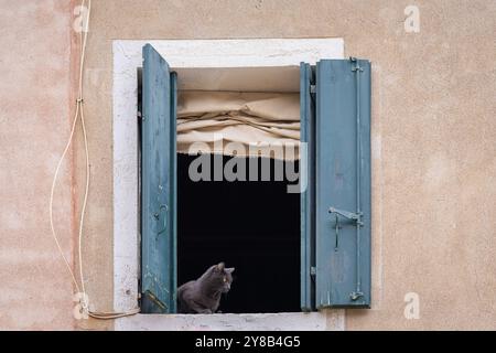 Chat gris foncé assis dans une fenêtre ouverte avec volets à Venise. Fenêtre ouverte avec volets, stores romains et chat gris foncé. Banque D'Images