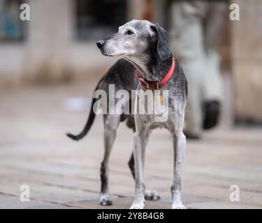 Un lévrier italien ou un chasseur italien dans une rue publique. Chien gris italien lévrier à côté de la porte ouverte du café, Venise. Banque D'Images