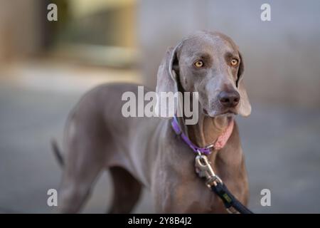 Portraits d'un chien de Weimaraner sur fond de rue, Venise. Portrait de Weimaraner aux cheveux courts. Banque D'Images