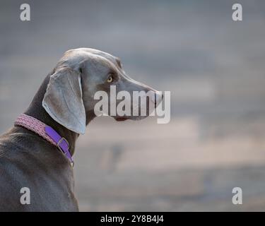 Portraits d'un chien de Weimaraner sur fond de rue, Venise. Portrait de Weimaraner aux cheveux courts. Banque D'Images