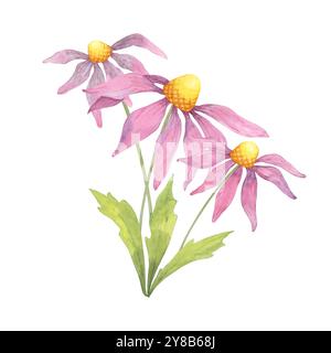 Coneflowers roses avec de longs pétales fluides dans un clipart aquarelle. Illustration d'échinacée violette parfaite pour améliorer les motifs floraux sur le tissu, les cartes de voeux ou les articles de décoration à thème botanique Banque D'Images