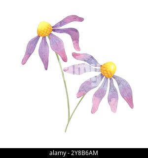 Coneflowers violets dans un clipart d'aquarelle botanique simple. Illustration d'échinacée pour améliorer l'emballage de produits à base de plantes, la marque naturelle de soins de la peau, ou des invitations florales personnalisées et de la papeterie Banque D'Images