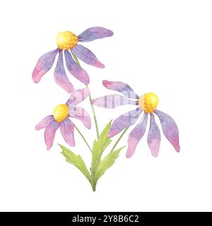 Coneflowers violets vibrants avec des centres jaunes, magnifiquement illustrés à l'aquarelle. Convient pour les marques de bien-être, les étiquettes de produits à base de plantes ou les motifs de tissu inspirés de la nature avec de l'échinacée Banque D'Images