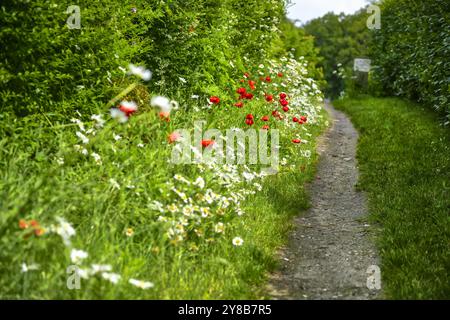 Chemin avec des marguerites et des coquelicots le long du chemin à Scharbeutz, Schleswig-Holstein, Allemagne, Weg mit Margeriten und Mohnblumen am Wegesrand à Scharbeu Banque D'Images