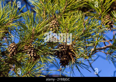 Gros plan sur une jolie pomme de pin suspendue à sa branche et entourée de ses épines vertes. Pomme de pin, épines de pin, branche de pin et ciel bleu. Banque D'Images