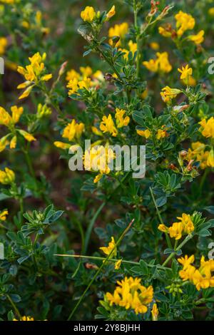 Medicago falcata, espèce végétale du genre Medicago. Il est originaire d'une grande partie de l'Europe et de l'Asie. Banque D'Images