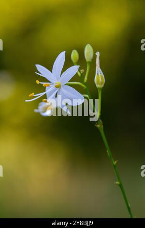 Fleurs blanches et jaunes fragiles d'Anthericum ramosum, en forme d'étoile, poussant dans une prairie dans la nature, fond vert flou, couleurs chaudes, un brillant Banque D'Images