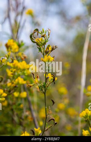 Medicago falcata, espèce végétale du genre Medicago. Il est originaire d'une grande partie de l'Europe et de l'Asie. Banque D'Images