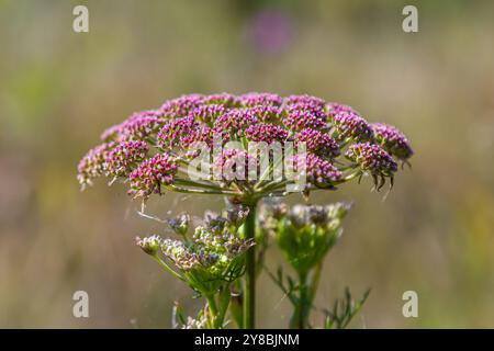 Fleurs roses du Grand burnet ou Pimpinella major. Banque D'Images