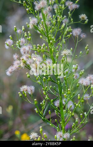 Erigeron canadensis pousse à l'état sauvage en été. Banque D'Images