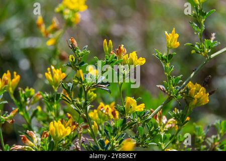 Medicago falcata, espèce végétale du genre Medicago. Il est originaire d'une grande partie de l'Europe et de l'Asie. Banque D'Images