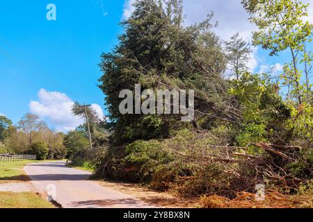 Des vents orageux ont déraciné des arbres sur le sol lors d'un violent ouragan Banque D'Images