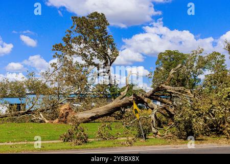 Pendant l'ouragan orageux, les vents forts déracinés arbre au sol est endommagé tout autour Banque D'Images