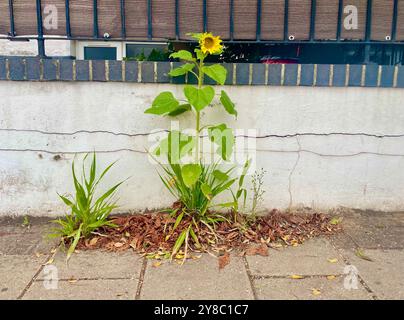 Un tournesol poussant à travers les pierres de trottoir dans muswell Hilll nord de londres angleterre Royaume-Uni Banque D'Images