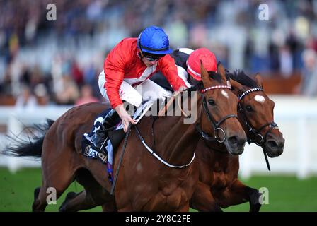 Russian Crescendo monté par Tom Marquand passe Fireblade monté par Kieran Shoemark sur leur chemin pour gagner les BetmMGM novice Stakes lors du BetMGM Autumn Racing Weekend à Ascot Racecourse, Berkshire. Date de la photo : vendredi 4 octobre 2024. Banque D'Images