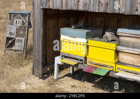 Ruches jaunes, ruchers de ruches d'abeilles pour les abeilles domestiquées, et Hôtel d'insecte pour les abeilles solitaires Banque D'Images