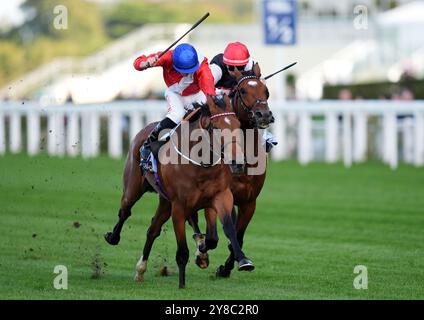 Russian Crescendo monté par Tom Marquand passe Fireblade monté par Kieran Shoemark sur leur chemin pour gagner les BetmMGM novice Stakes lors du BetMGM Autumn Racing Weekend à Ascot Racecourse, Berkshire. Date de la photo : vendredi 4 octobre 2024. Banque D'Images