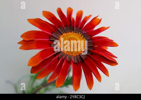 Gazania coloré, Gazania avec des pétales rouges, oranges et bruns, étamines jaunes et feuilles vertes, tête de fleur macro, fleur en fleurs, beauté dans la nature Banque D'Images