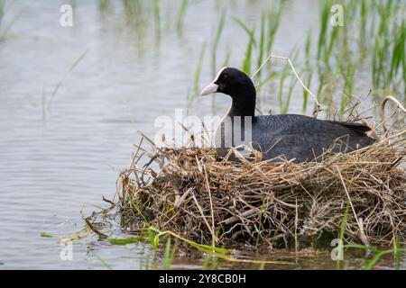 Coot eurasien, Fulica atra, nidification d'une rizière, delta de l'Èbre, Catalogne, Espagne Banque D'Images