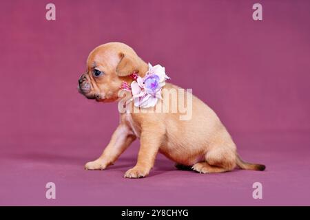 Mignon quatre semaines jeune Red Fawn chiot bouledogue français avec le long nez et la queue en bonne santé et collier de fleur assis sur fond violet Banque D'Images