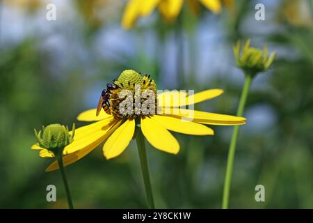 Image plein cadre d'une mouche conopide sur le cône central vert de la fleur jaune de Rudbeckia Laciniata en forme de Marguerite. Juillet, Londres, Angleterre Banque D'Images