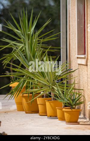 rangée de pots de plantes avec de longues plantes à feuilles en ordre croissant ou décroissant selon la taille, les pots de jardin en terre cuite diminuant ou augmentant en taille. Banque D'Images