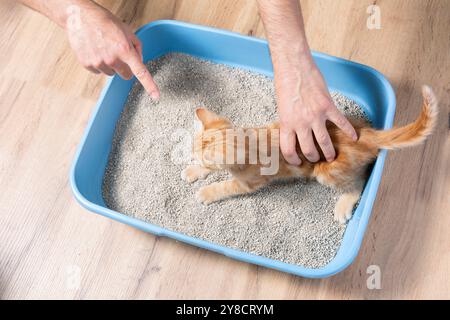 une main tient un chaton ou un chat de compagnie, l'habituant à un bac de toilette avec une charge absorbante Banque D'Images