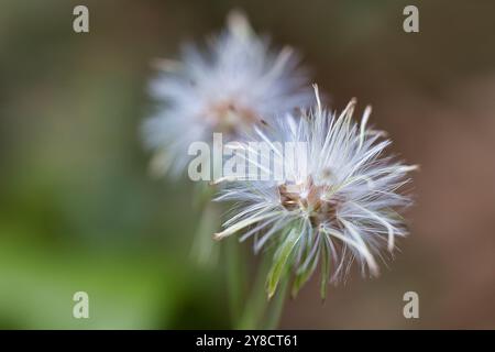 Deux petites fleurs avec beaucoup de gouttelettes d'eau dessus. Les fleurs sont blanches et semblent très fraîches Banque D'Images
