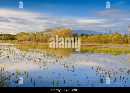 Étangs de Sils un matin d'automne (la Selva, Gérone, Catalogne, Espagne) ESP : Estanques de Sils en una mañana de otoño (la Selva, Gérone, Cataluña España) Banque D'Images