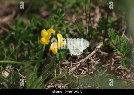 Cryptic Wood Blanc papillon mâle sur fleur jaune - Leptidea juvernica Banque D'Images