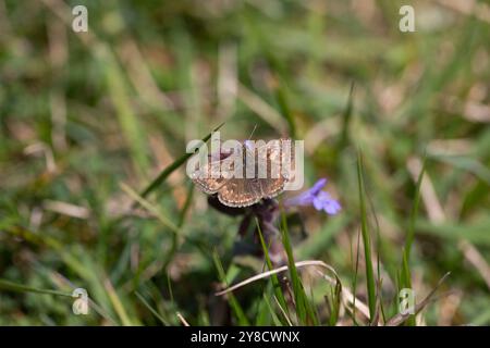 Dingy Skipper Butterfly mâle - Erynnis tages Banque D'Images